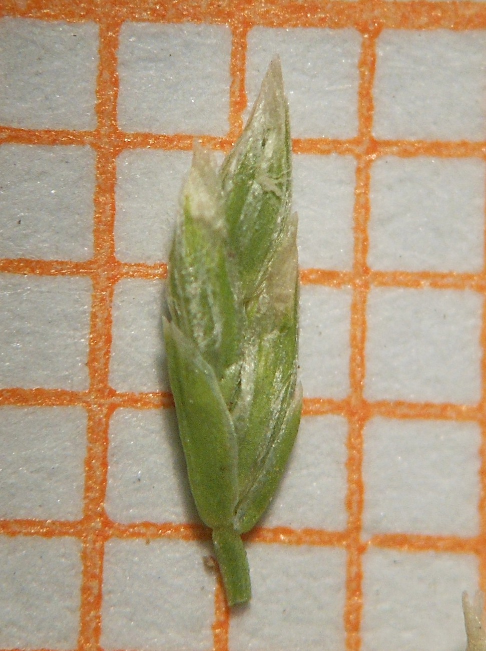 Poa infirma Kunth / Fienarola minore